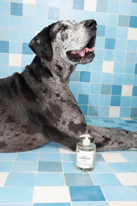 Dedcool pet shampoo taunt scent. Cleanse condition pups tear-free No sulfates or parabens. PIPE AND ROW