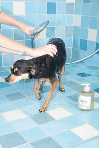 Dedcool pet shampoo taunt scent. Cleanse condition pups tear-free No sulfates or parabens. PIPE AND ROW